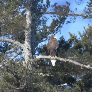 Steller's Sea-eagle