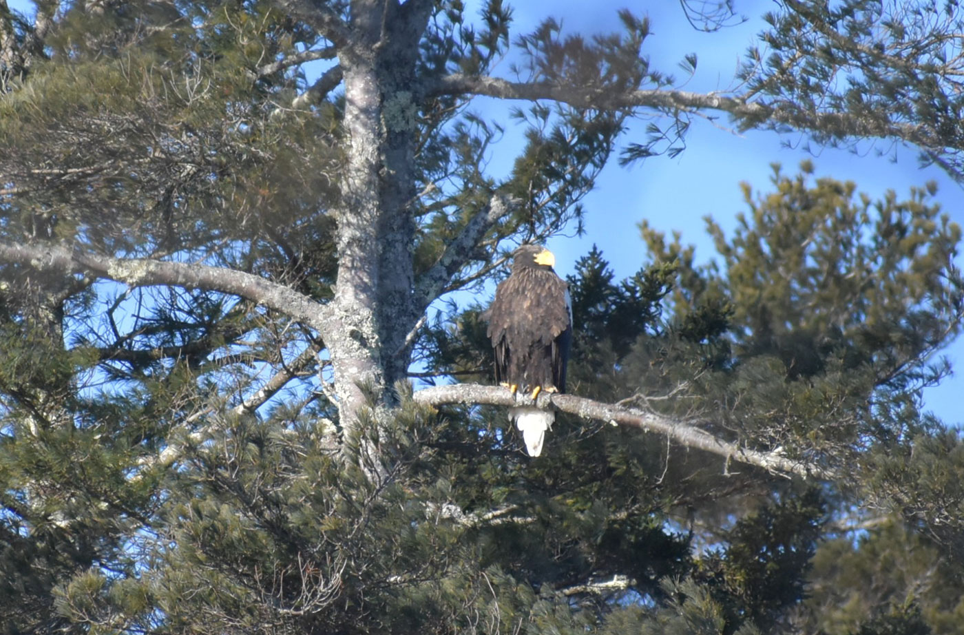 Steller's Sea-eagle