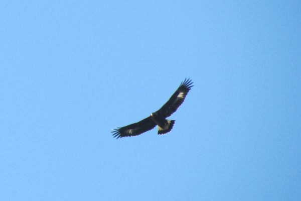 Golden Eagle