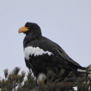 Steller's Sea Eagle by Mary Beth Booth