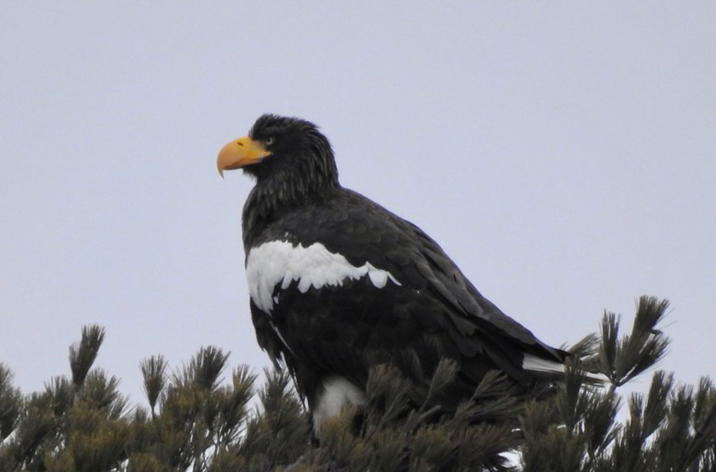 Steller's Sea Eagle by Mary Beth Booth