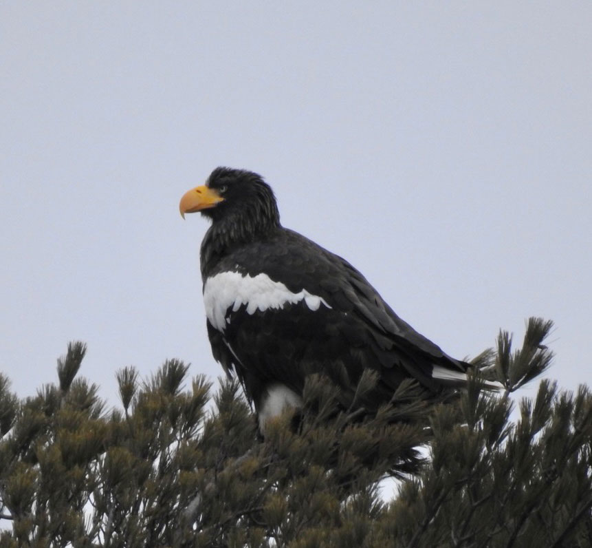 Stellers-Sea-Eagle