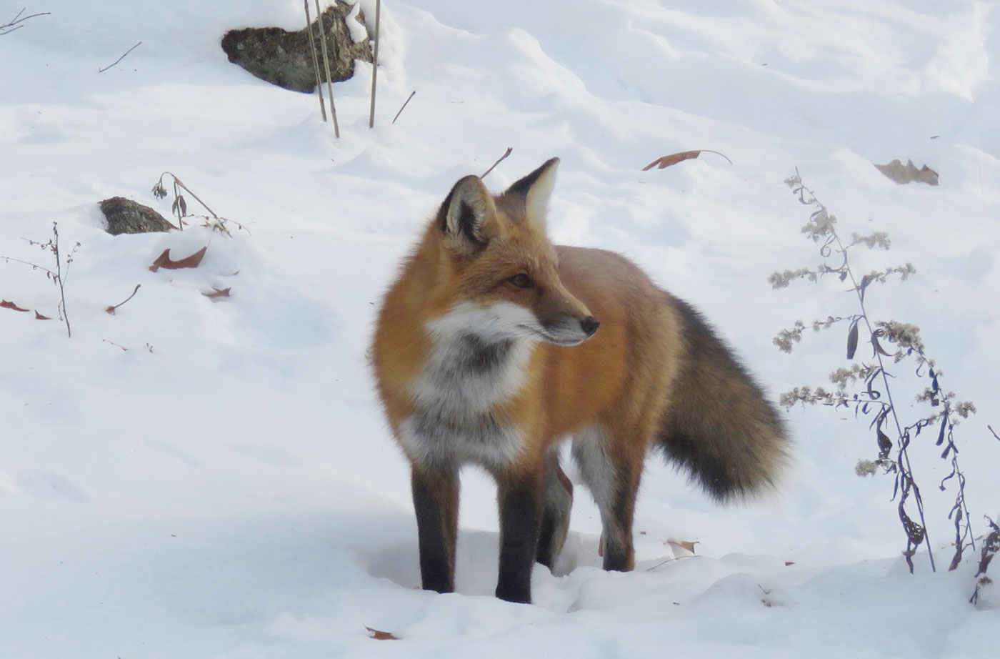 Red fox in winter