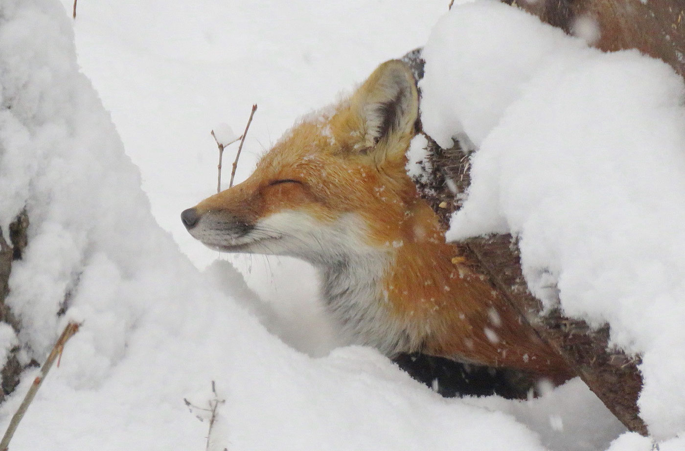 Red fox in winter