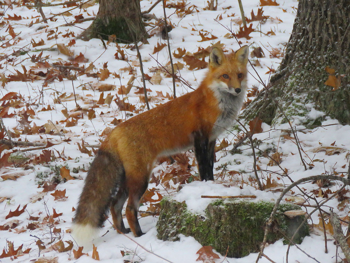 Red fox in winter
