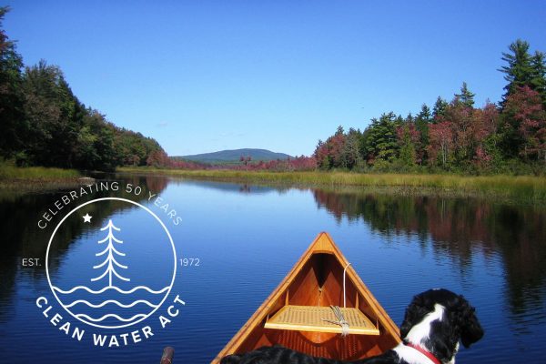Dog in canoe on stream