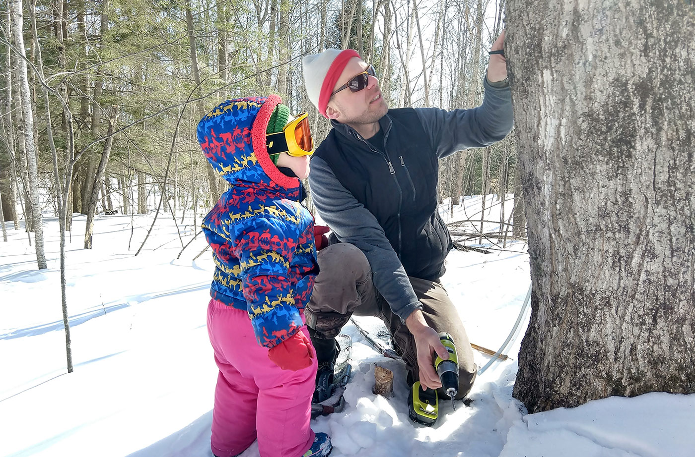 father and daughter tap maple tree