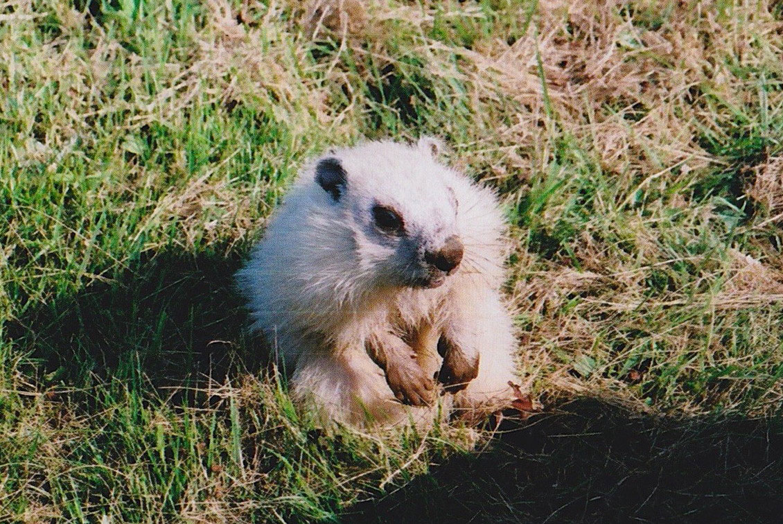 white woodchuck