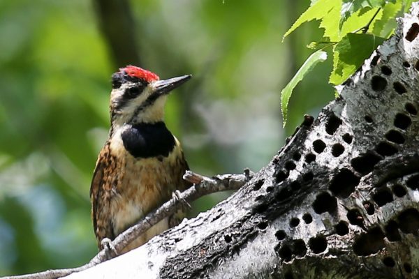 Yellow-belled Sapsucker