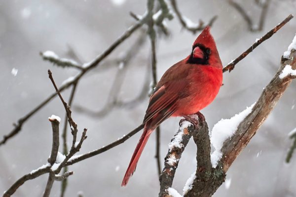 Northern Cardinal