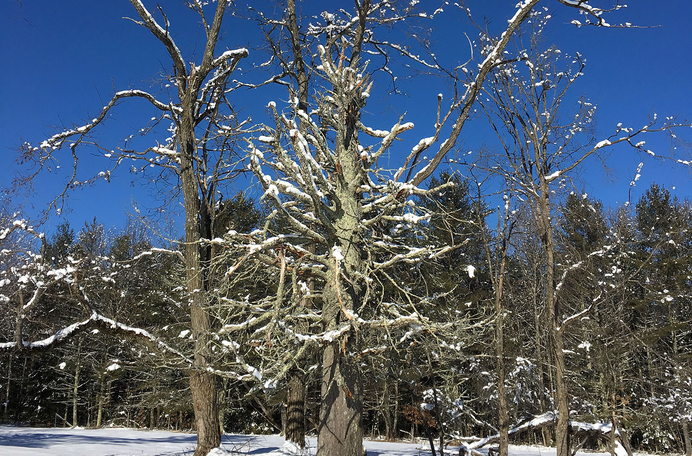 snow-covered tree in Dayton, Maine