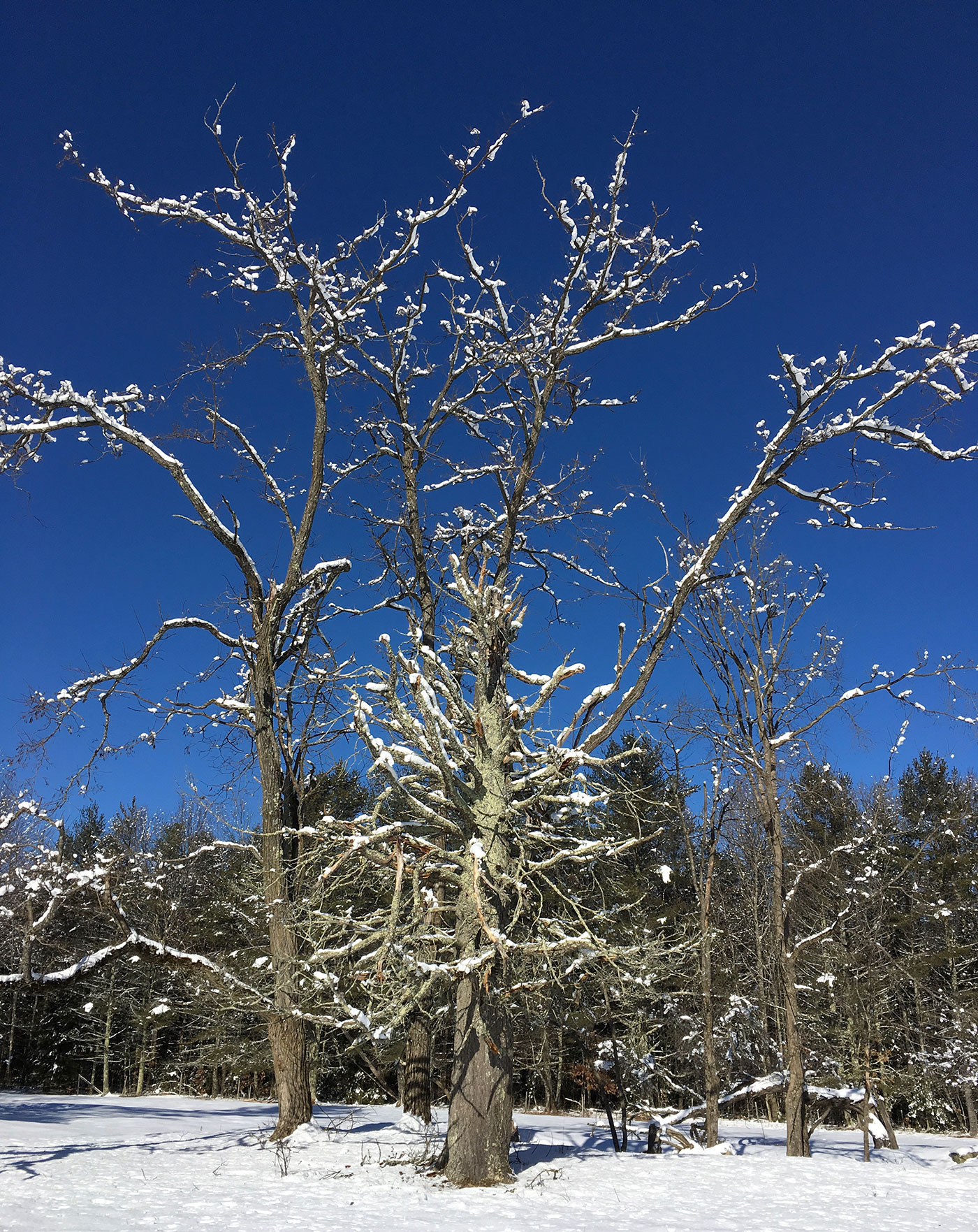 snow-covered tree in Dayton, Maine