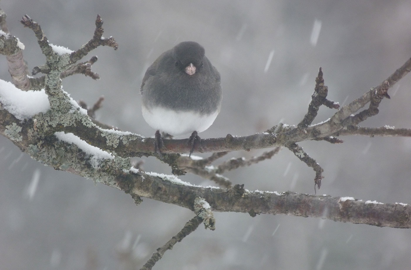 Dark-eyed Junco in snowstorm