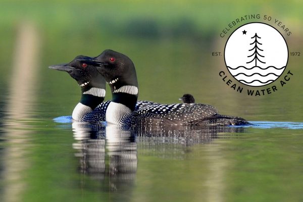 loons on lake 