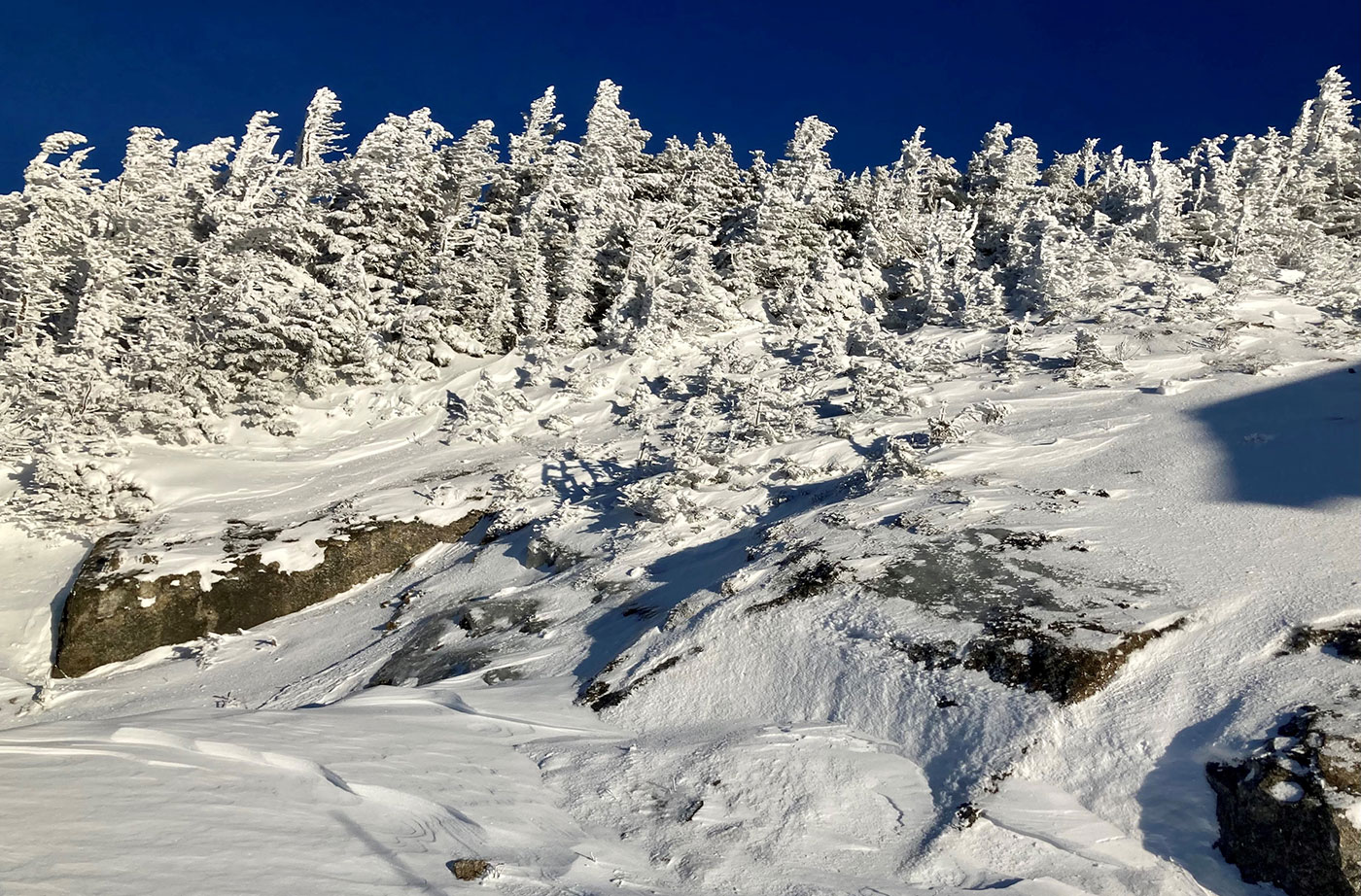 snow-covered trees on mountain