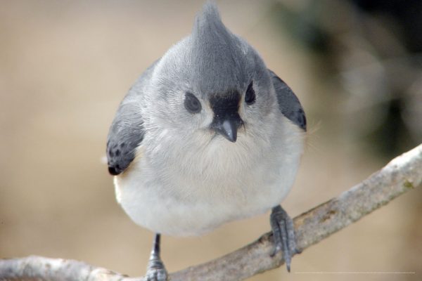 Tufted Titmouse