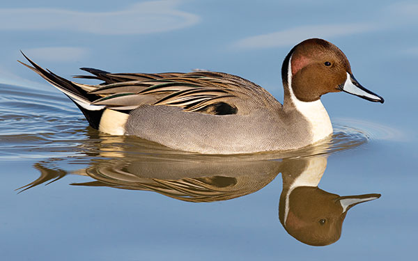 Male Northern Pintail