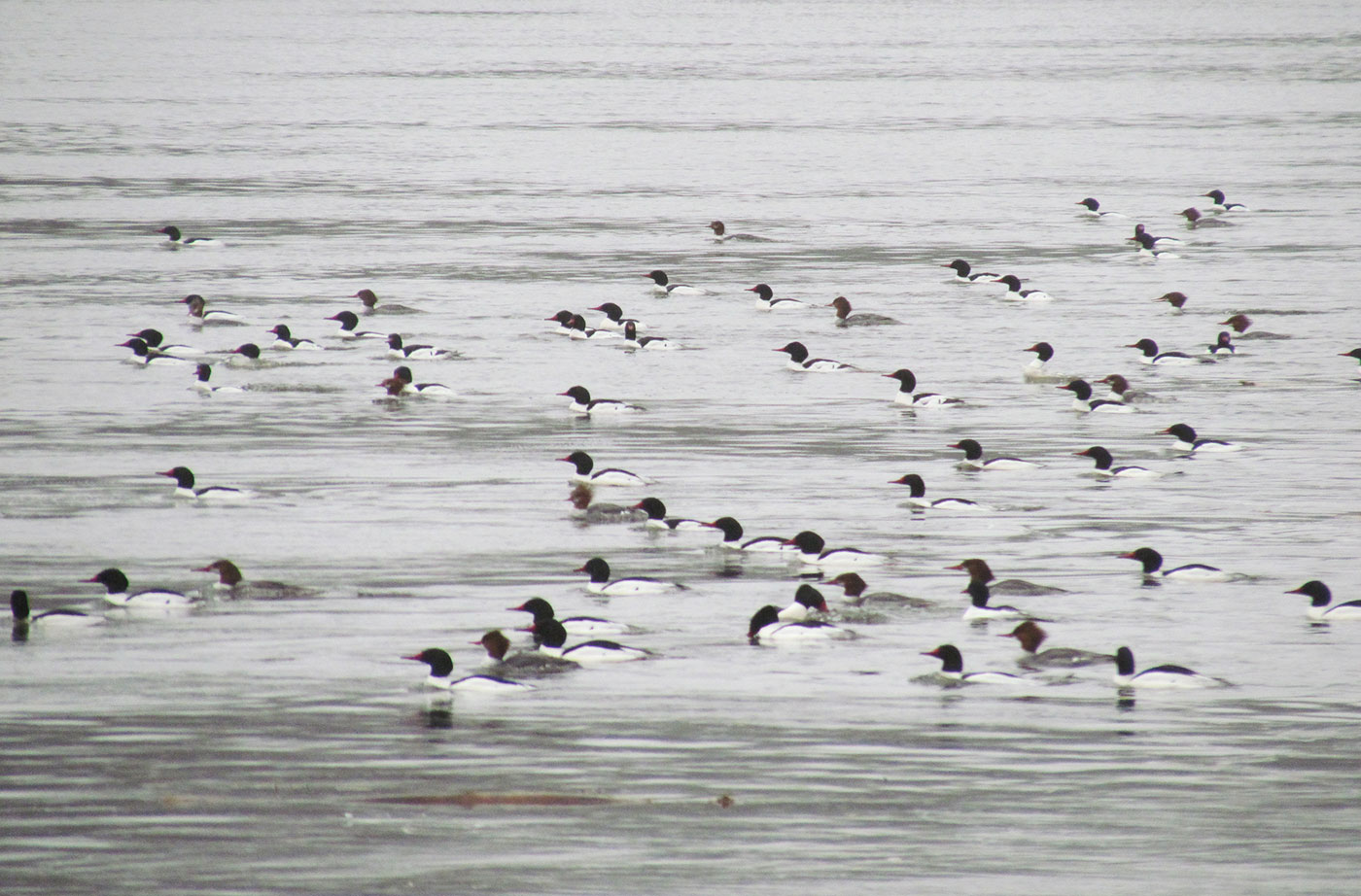 Common Mergansers on Kennebec River