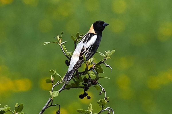 Bobolink on branch