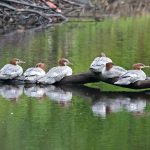 Common Mergansers on log in water