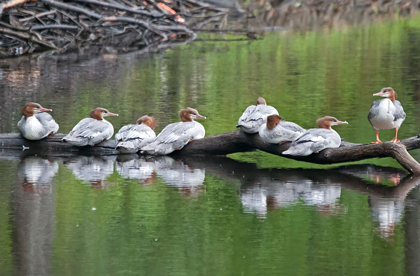 Common Mergansers on log in water