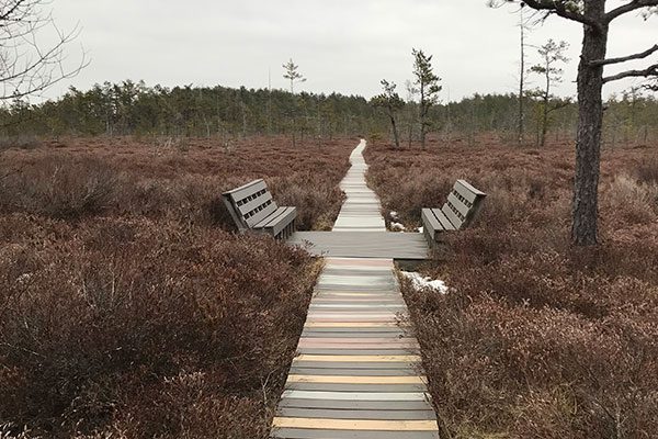 boardwalk at Saco Heath