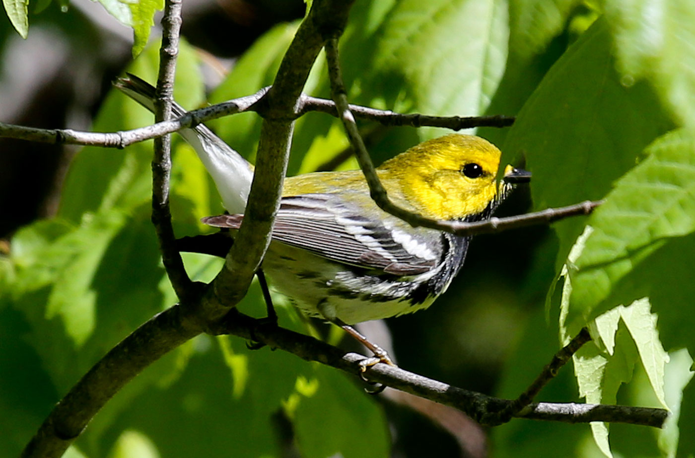 Black-throated Green Warbler