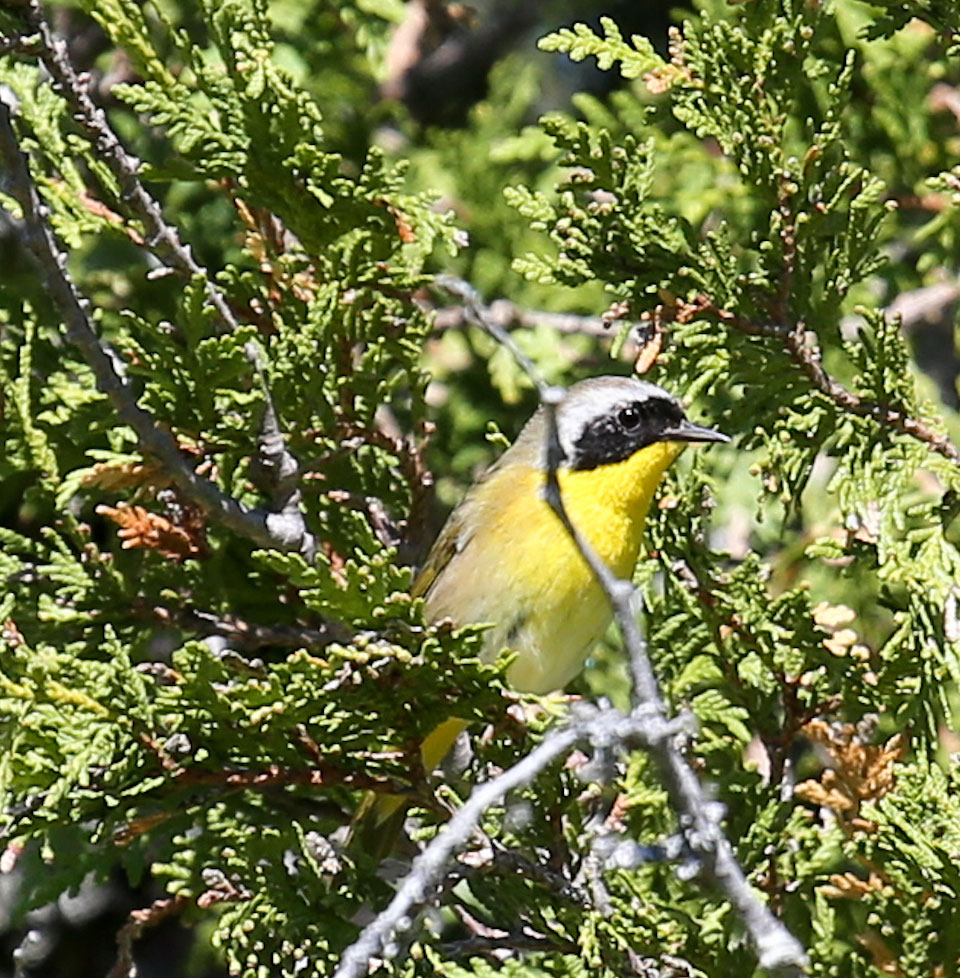 Common Yellowthroat