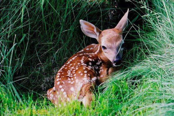 fawn in grass