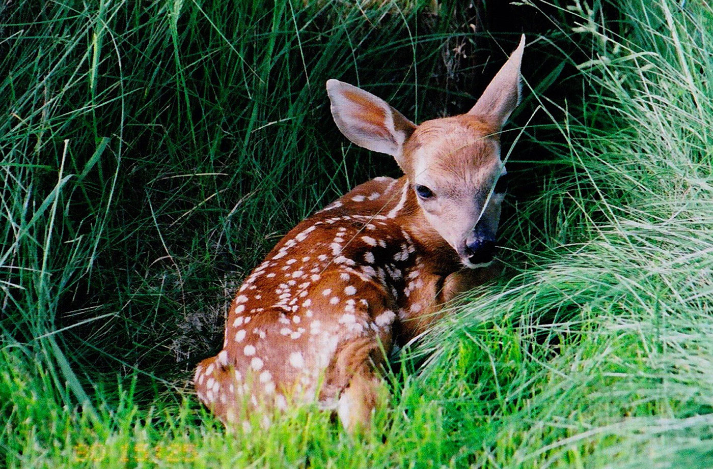 fawn in grass