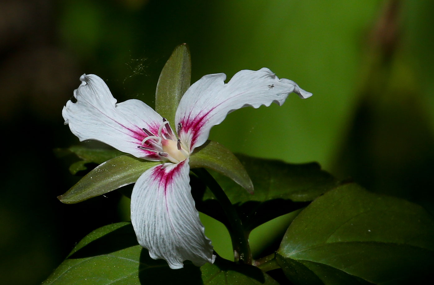 Painted Trillium