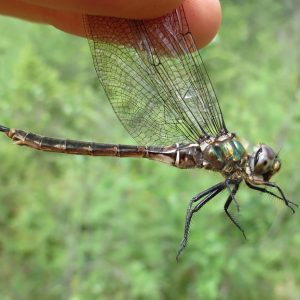 Quebec emerald dragonfly