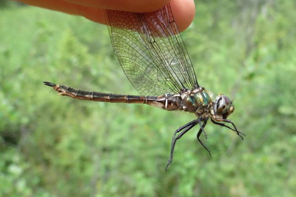 Quebec emerald dragonfly