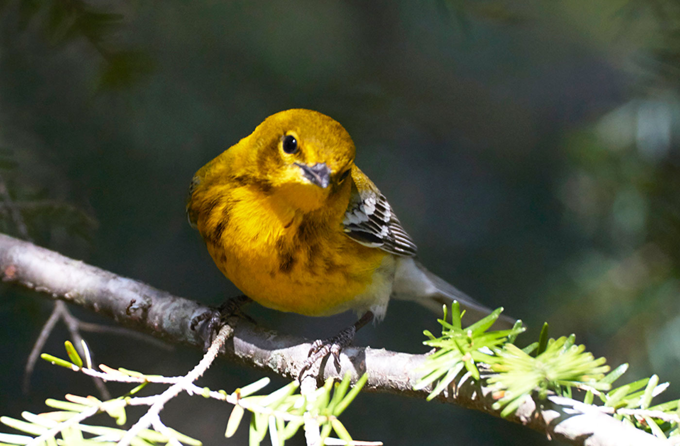 Pine Warbler