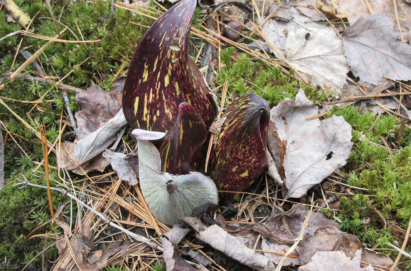 skunk cabbage