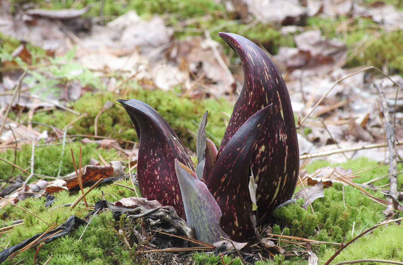 skunk cabbage