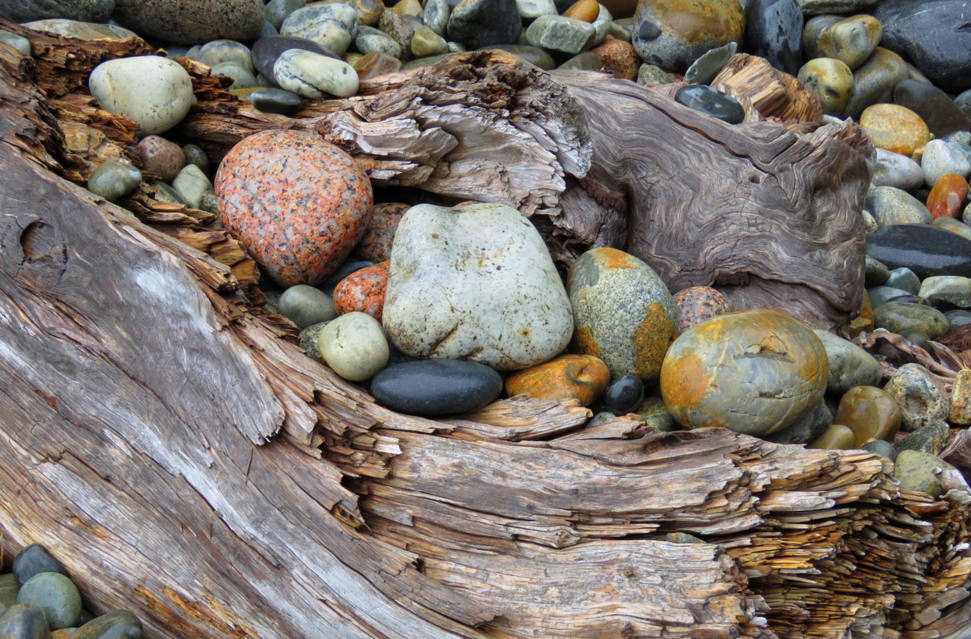 rocks and driftwood in Bar Harbor