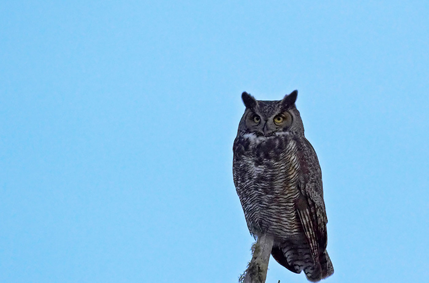 Great-horned Owl by Pam Wells