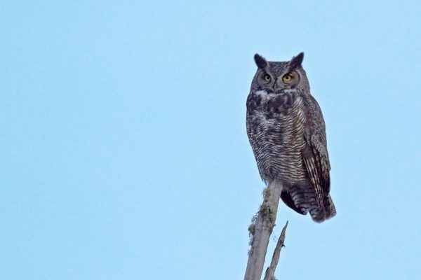 Great-horned Owl in tree