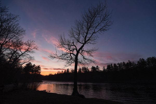 tree and sunset Big Eddy