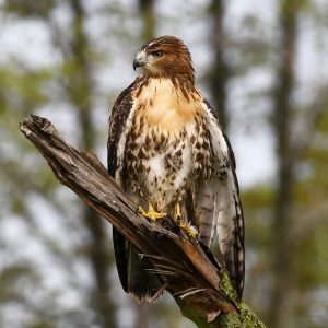 Red-tailed Hawk in tree