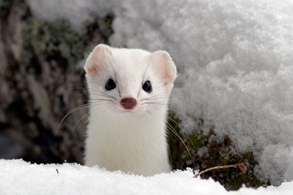 ermine