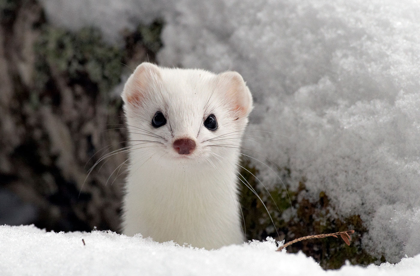 ermine