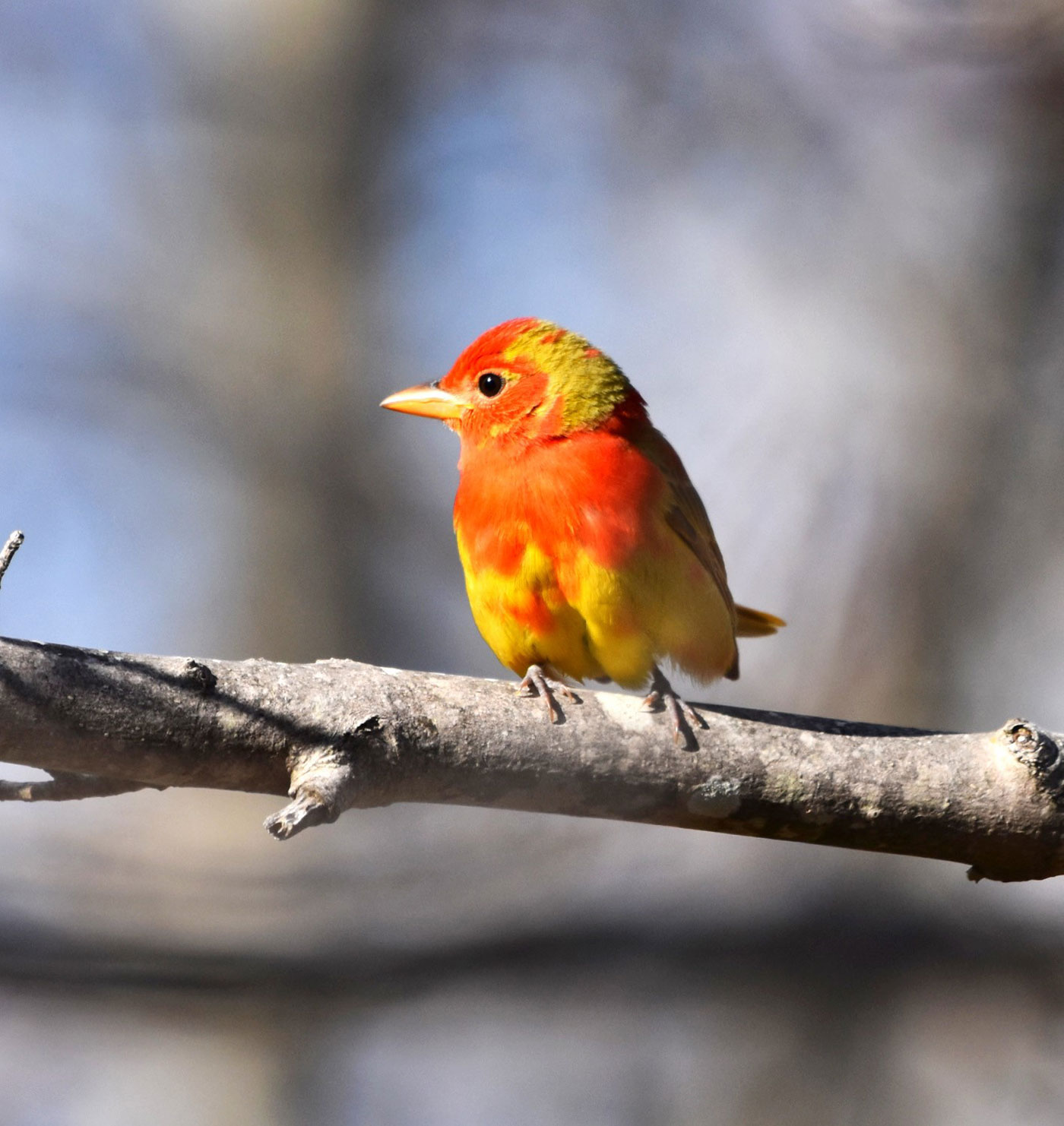 Summer Tanager by Kelly Magalis