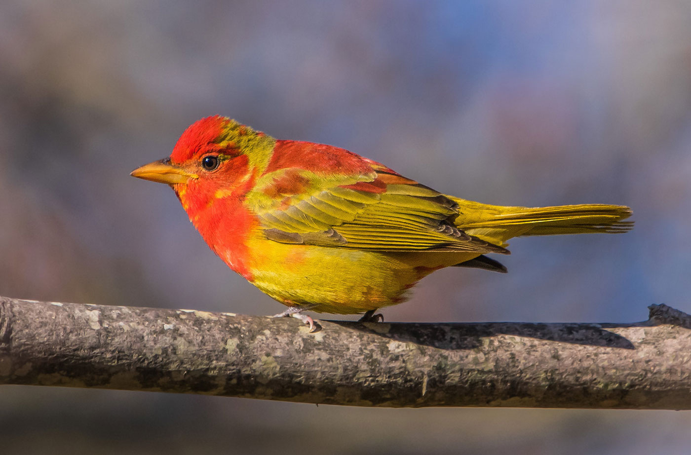 Summer Tanager by Kelly Magalis