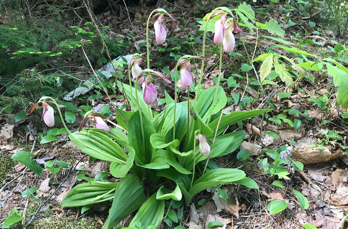 Lady's slippers