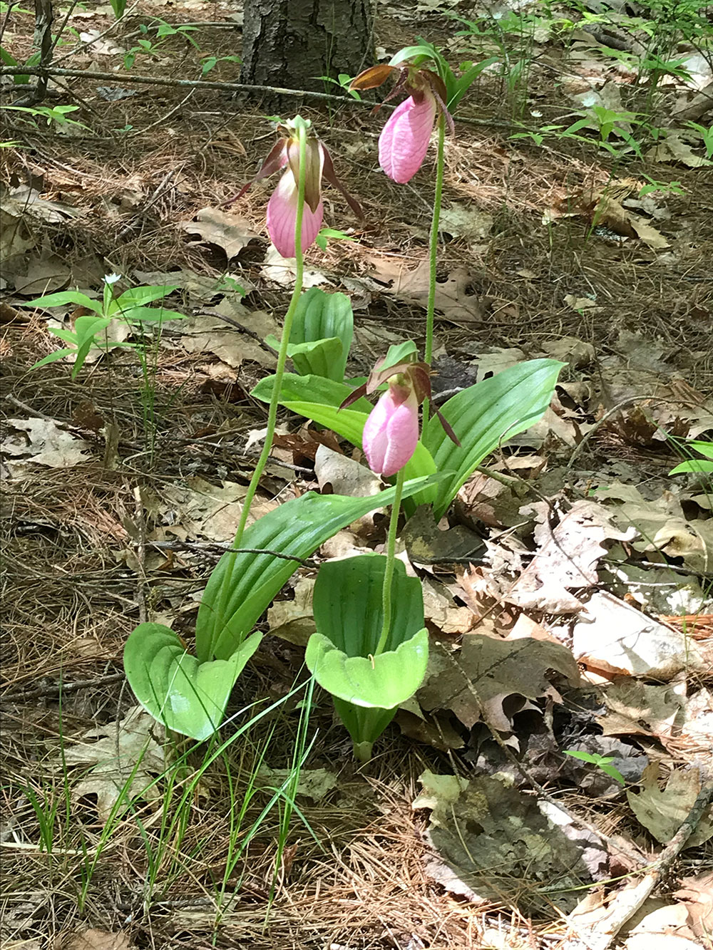 Lady's slippers