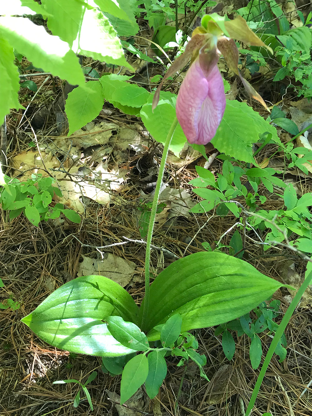 Lady's slippers