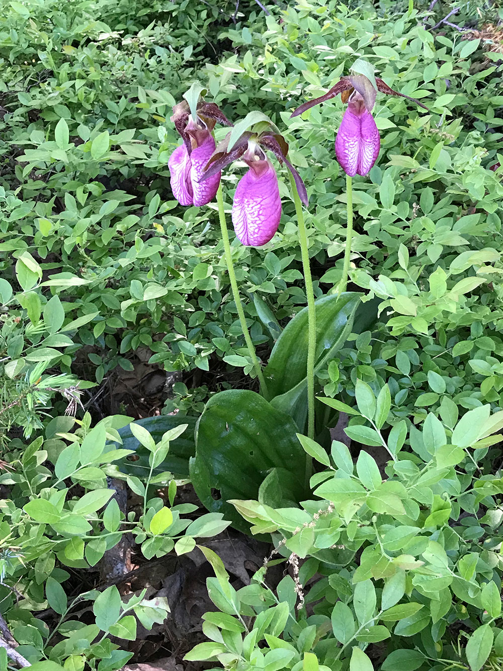 Lady's slippers