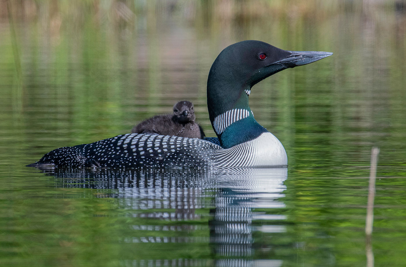 loon and baby in pond